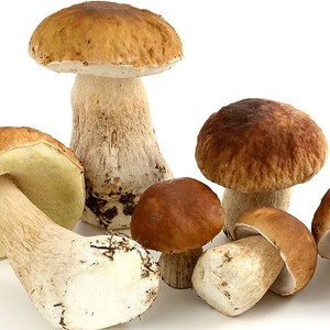 Funghi